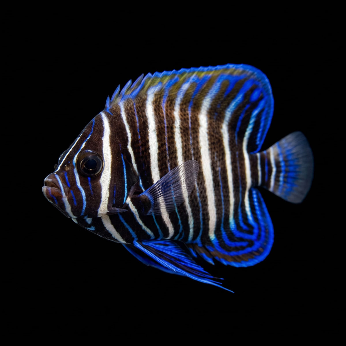 Six Bar Angelfish (Pomacanthus Sexstriatus) saltwater aquarium fish portrait