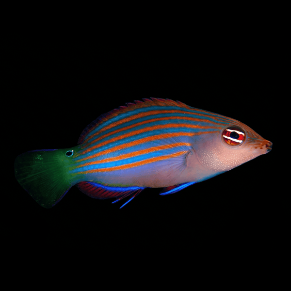 Six Line Wrasse (Pseudocheilinus Hexataenia) saltwater aquarium fish
