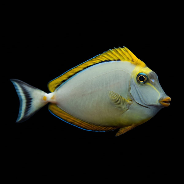 Sleek Unicorn Tang (Naso Hexacanthus) saltwater aquarium fish portrait