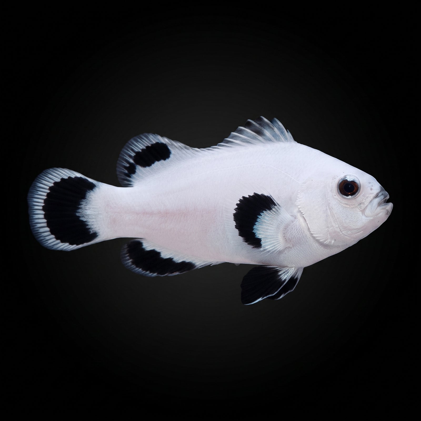 Snowflake Ocellaris Clownfish (Amphiprion ocellaris (Snowflake Variant)) saltwater aquarium fish portrait
