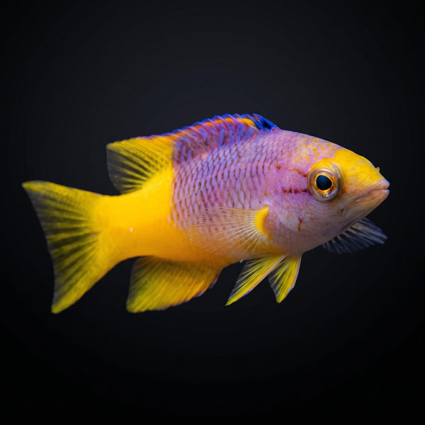 Spanish Hogfish (Bodianus Rufus) saltwater aquarium fish portrait