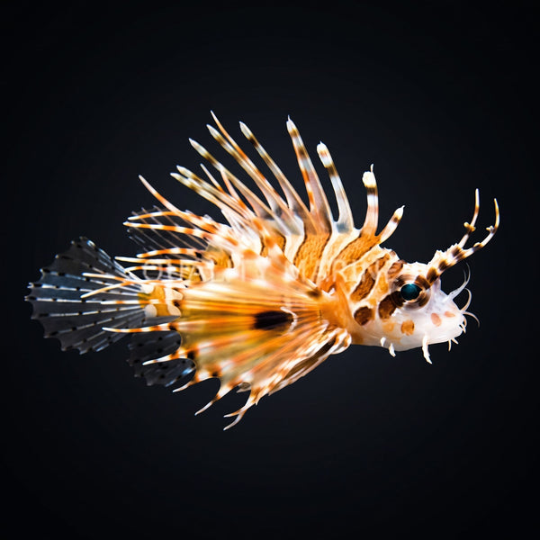 Spotfin Lionfish (Pterois Antennata) saltwater aquarium fish portrait