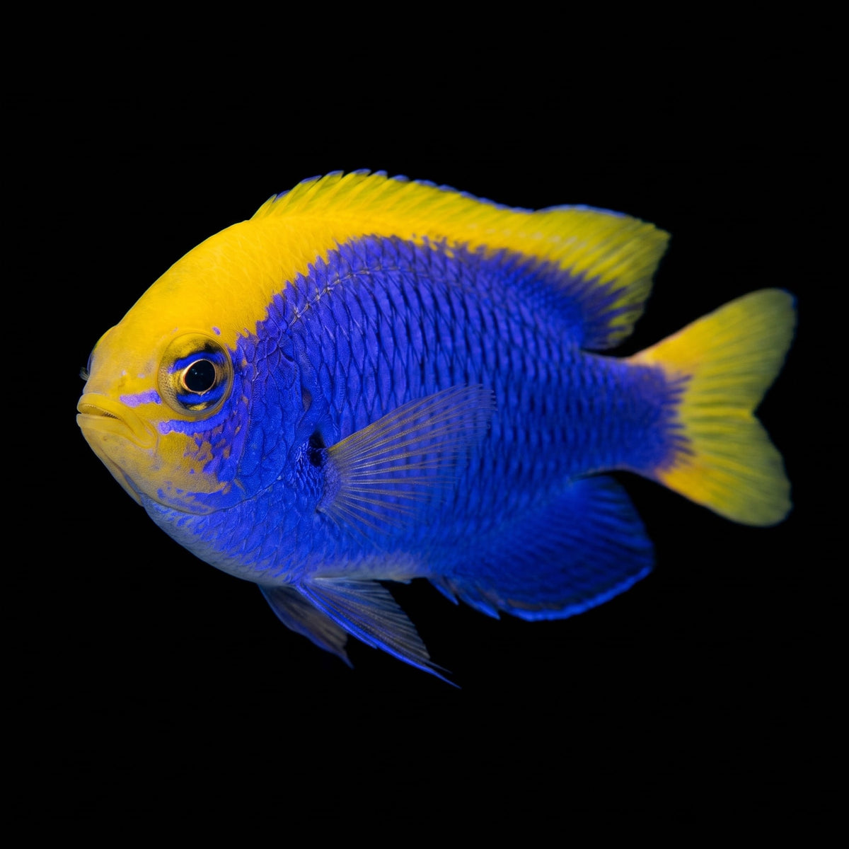 Starkii Damselfish (Chrysiptera starkii) saltwater aquarium fish portrait