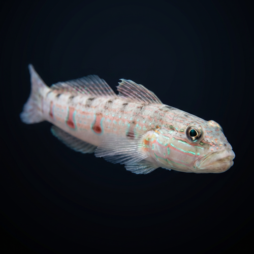 Striped Sleeper Goby