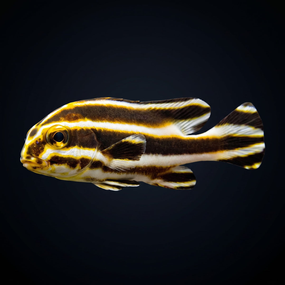Striped Sweetlips (Plectorhinchus Albovitatus) saltwater aquarium fish portrait