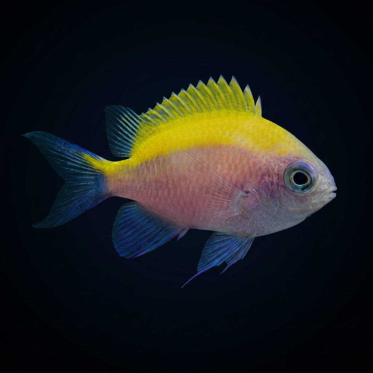 Sunshine Chromis (Chromis Insolata) saltwater aquarium fish portrait