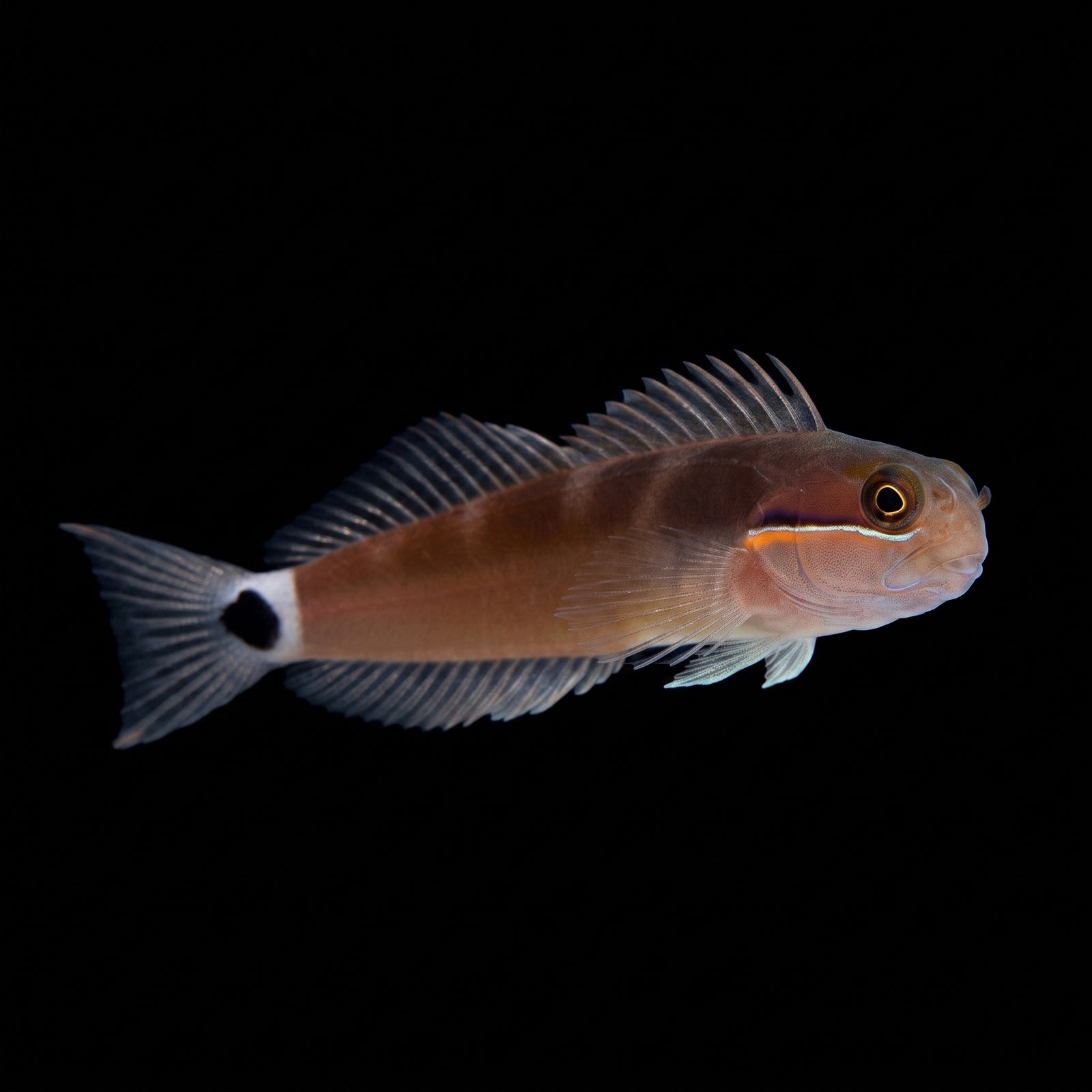 Tailspot Blenny (Ecsenius stigmatura) saltwater aquarium fish portrait