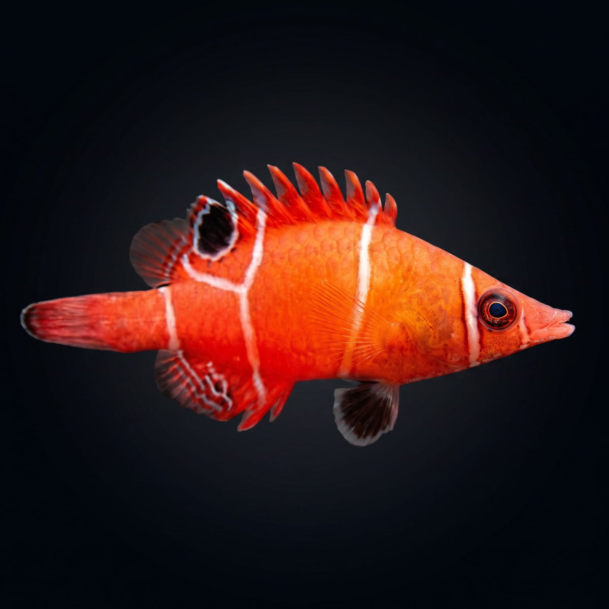 Tanaka's Pygmy Wrasse (Wetmorella Tanakai) saltwater aquarium fish portrait