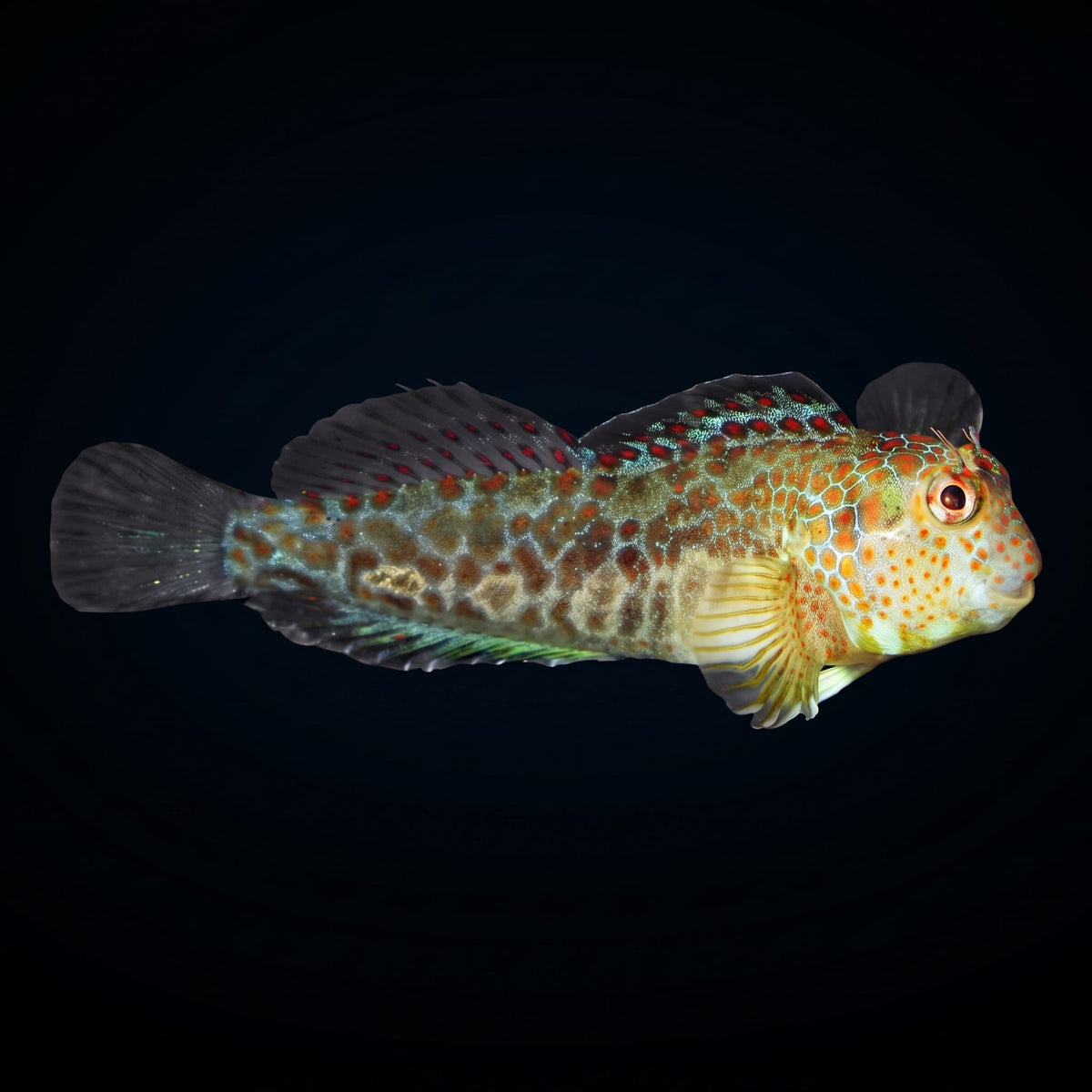Tessellated Blenny (Hypsoblennius Invemar) saltwater aquarium fish portrait