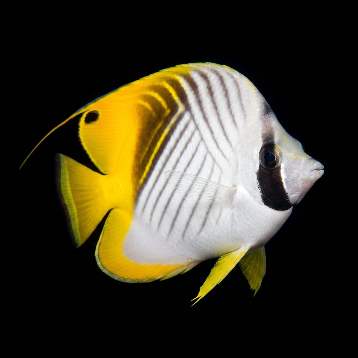 Threadfin Butterflyfish (Chaetodon auriga) saltwater aquarium fish portrait