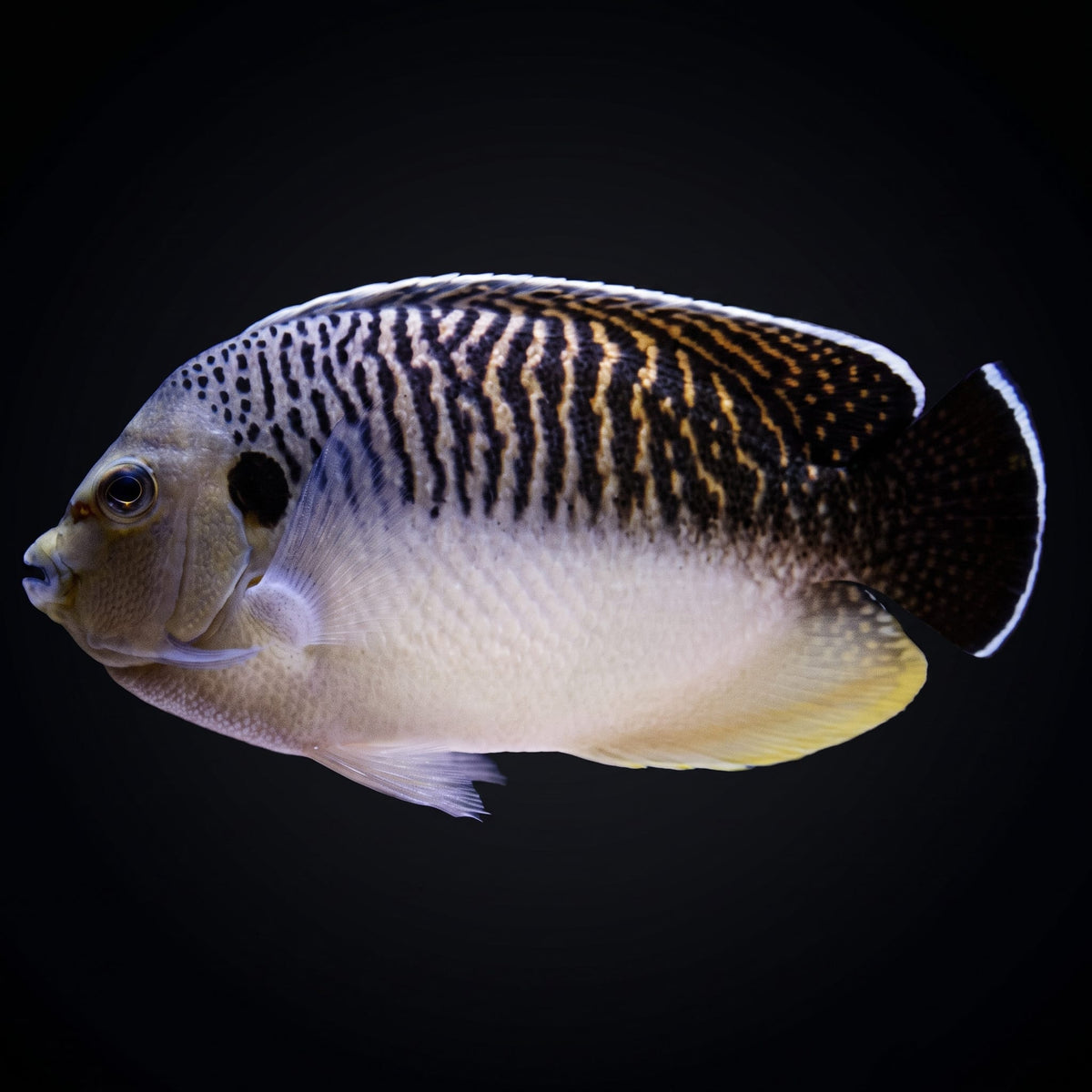 Tiger Angelfish (Apolemichthys Kingi) saltwater aquarium fish portrait