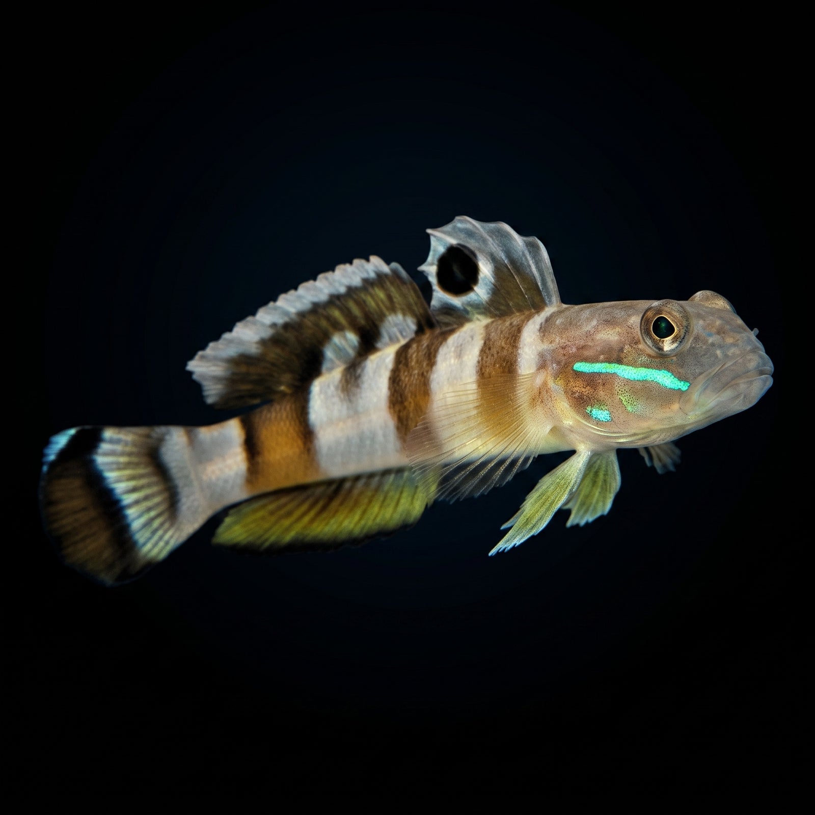 Tiger Watchman Goby (Valenciennea wardii) saltwater aquarium fish portrait