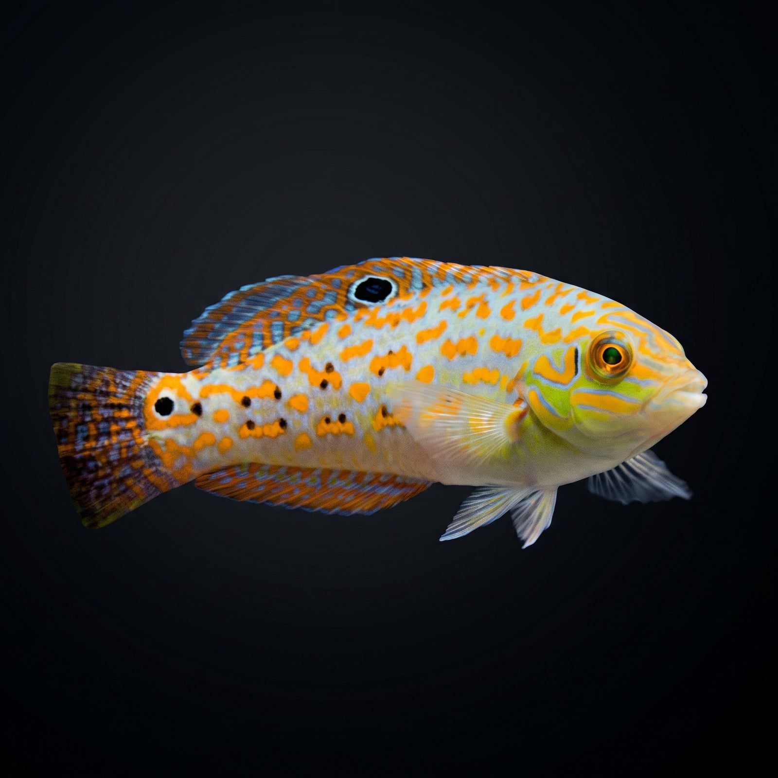 Timor Wrasse (Halichoeres timorensis) saltwater aquarium fish portrait