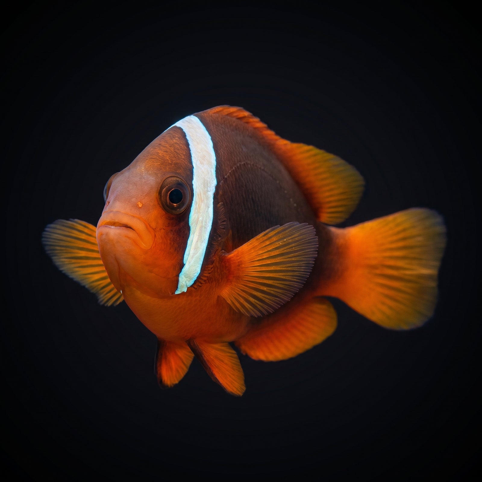 Tomato Clownfish (Amphiprion frenatus) saltwater aquarium fish portrait