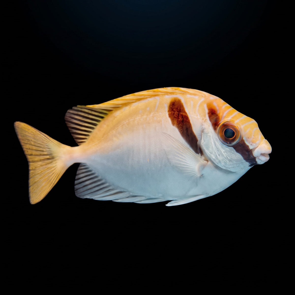 Two Barred Rabbitfish (Siganus Virgatus) saltwater aquarium fish portrait