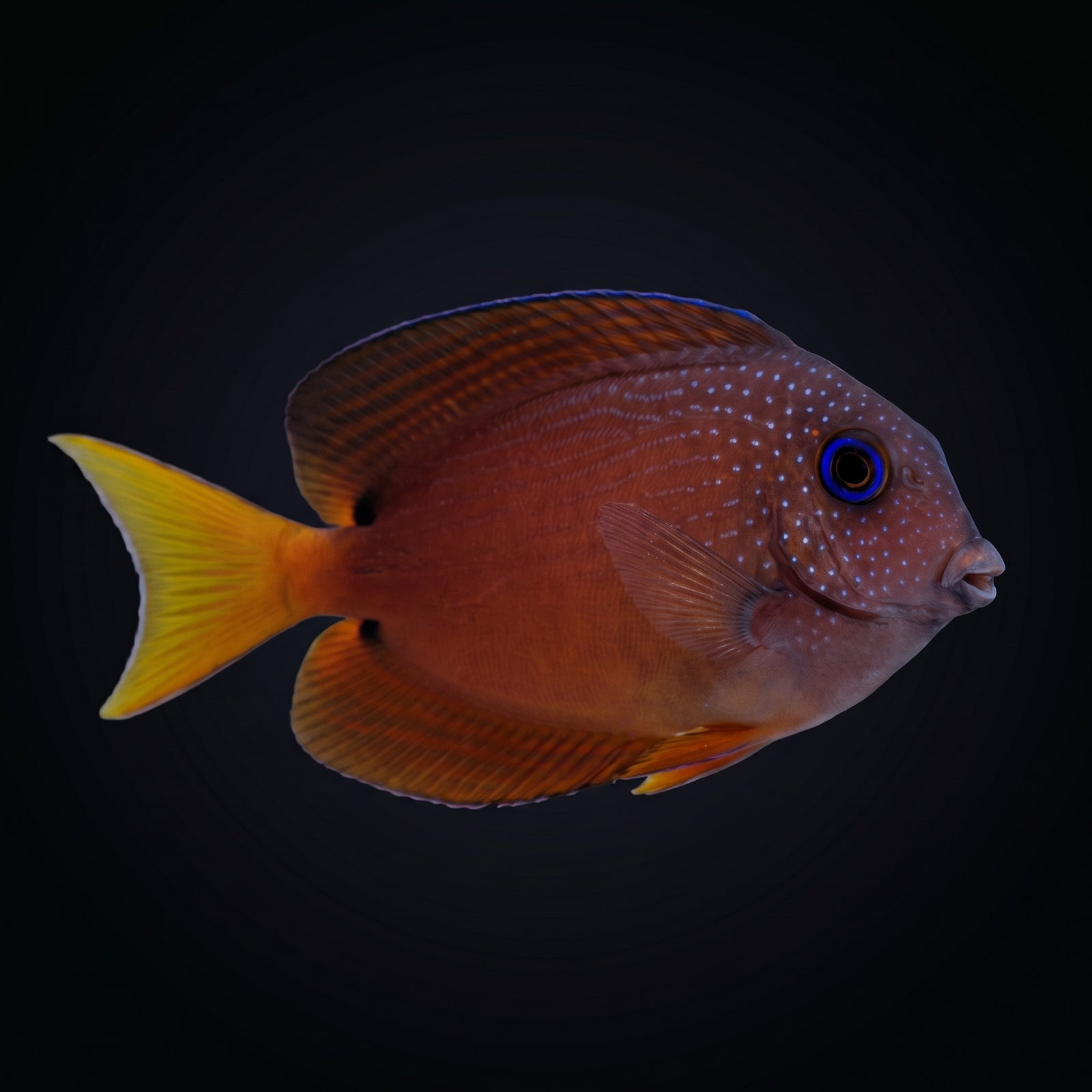 Bristletooth Tang (Ctenochaetus binotatus) saltwater aquarium fish portrait