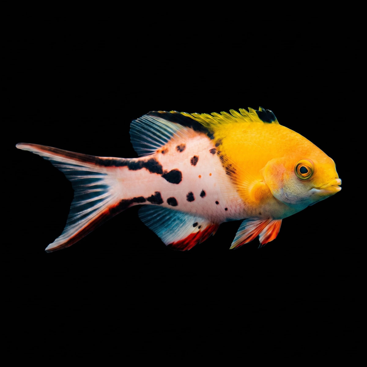 Two Spot (Candy) Hogfish (Bodianus Bimaculatus) saltwater aquarium fish portrait