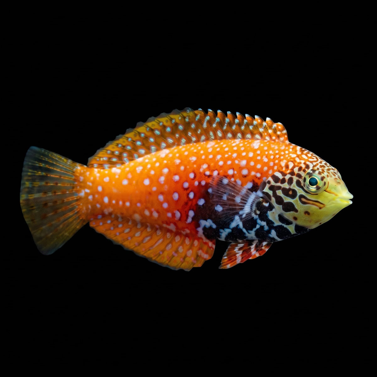 Vermiculate Leopard Wrasse (Macropharyngodon Bipartitus) saltwater aquarium fish portrait