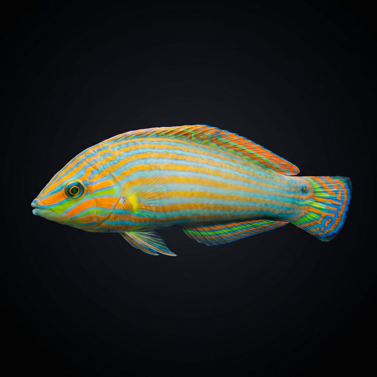 Vrolik's Wrasse (Halichoeres Chrysotaenia) saltwater aquarium fish portrait