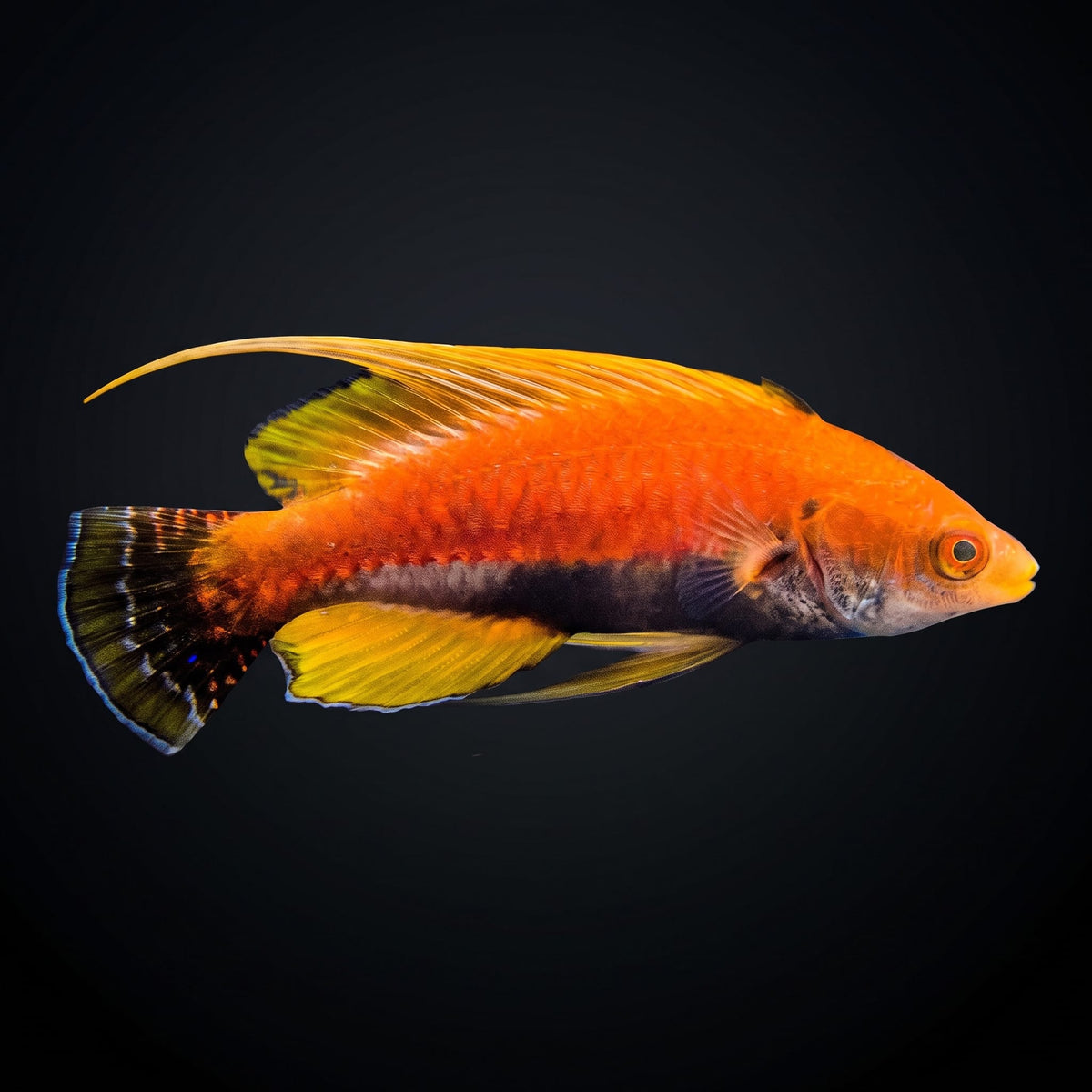 Whip Fin Fairy Wrasse (Cirrhilabrus Filamentosus) saltwater aquarium fish portrait