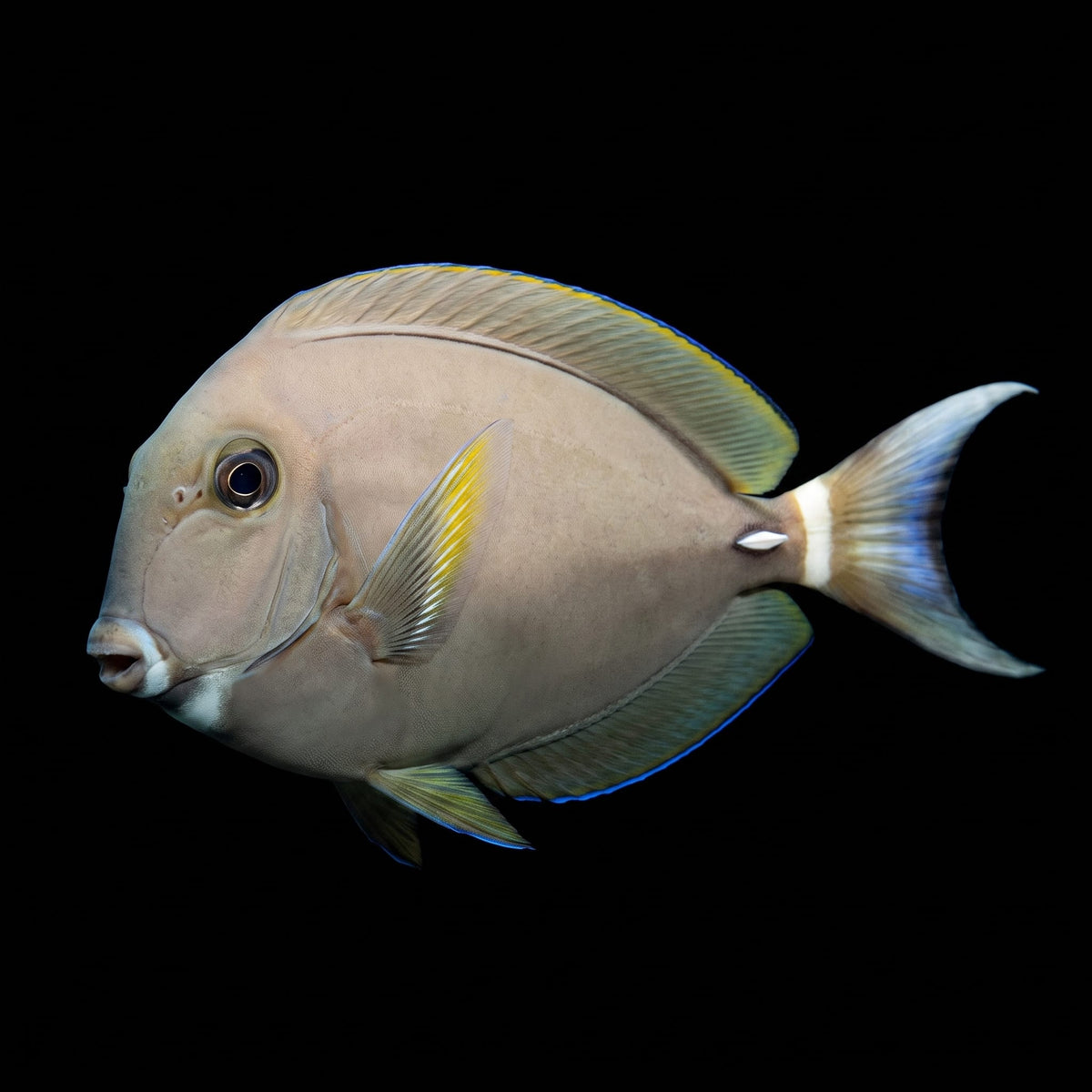 White Spine Surgeonfish (Acanthurus Leucocheilus) saltwater aquarium fish portrait