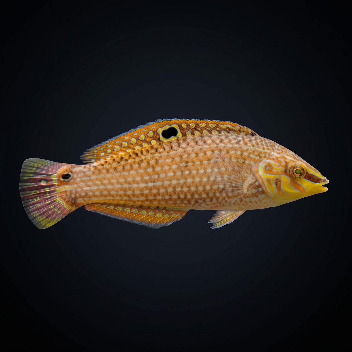 Wounded Wrasse (Halichoeres Chierchiae) saltwater aquarium fish portrait
