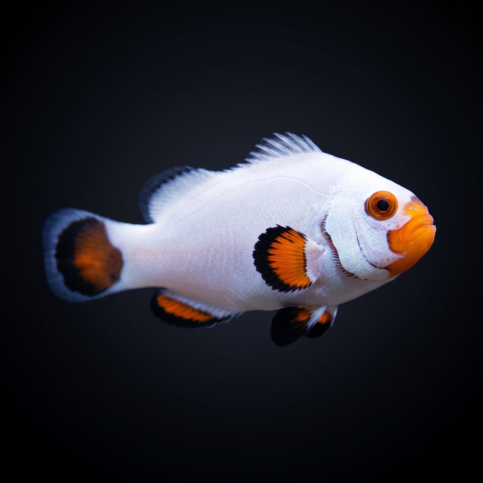 Wyoming White Clownfish (Amphiprion ocellaris (Wyoming White Variant)) saltwater aquarium fish portrait