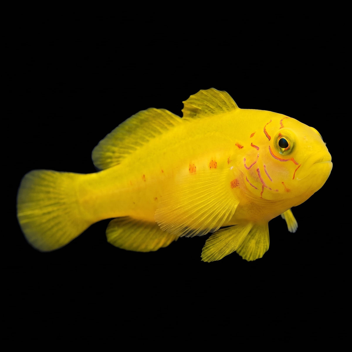 Yellow Clown Goby saltwater aquarium fish portrait