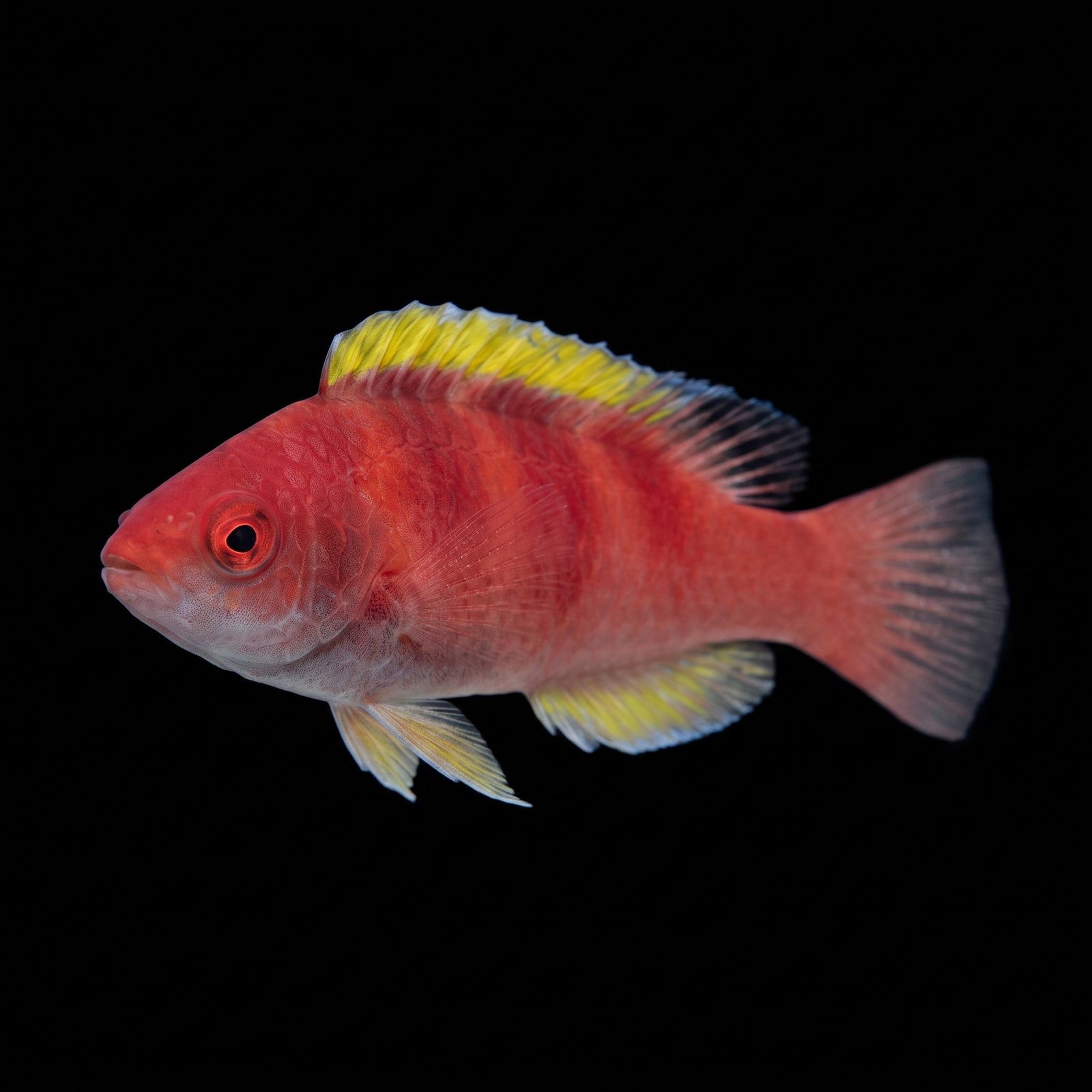 Yellow Fin Fairy Wrasse (Cirrhilabrus flavidorsalis) saltwater aquarium fish portrait