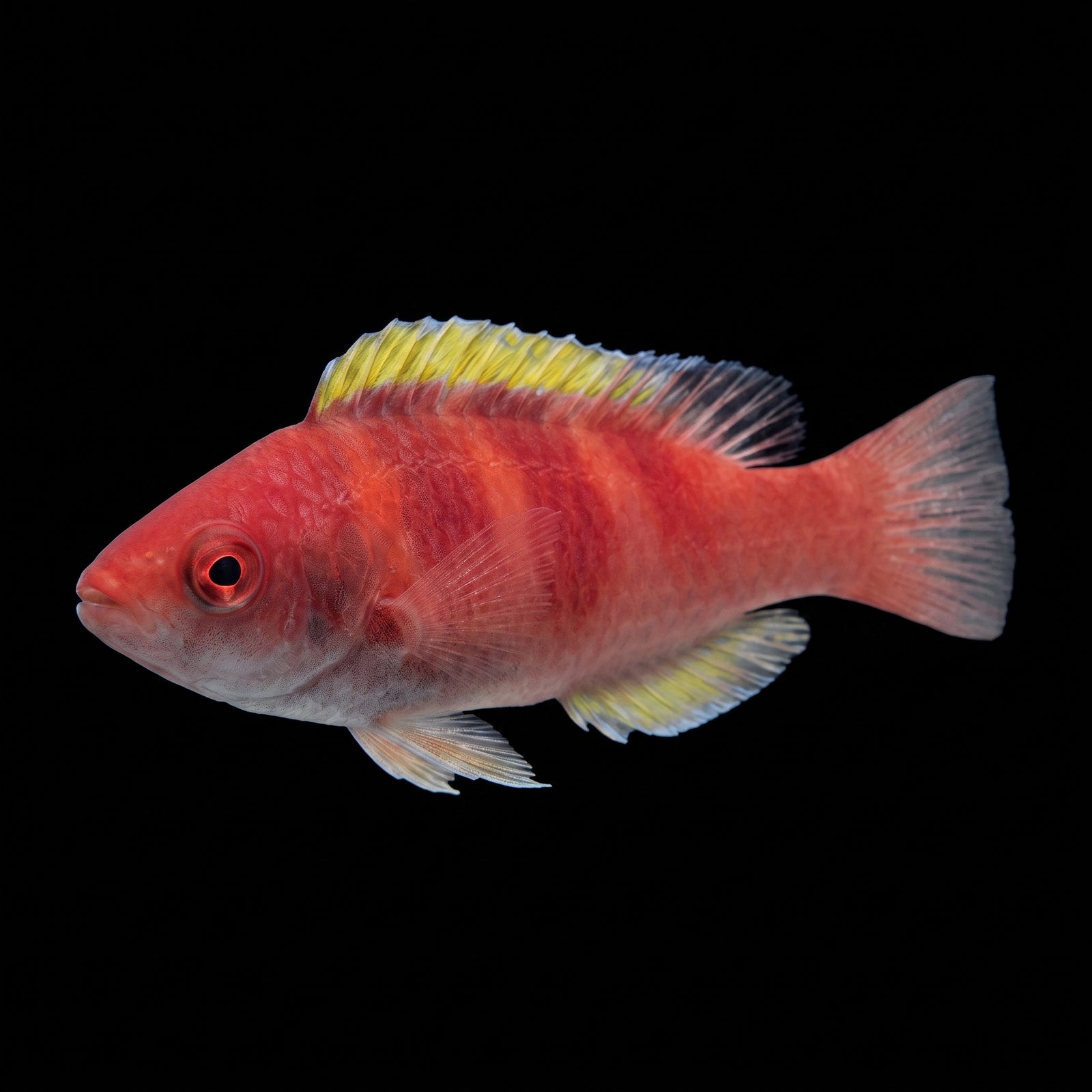 Yellow-Flanked Fairy Wrasse (Cirrhilabrus lyukyuensis) saltwater aquarium fish portrait