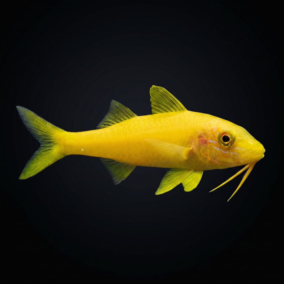Yellow Goatfish (Parupeneus Cyclostomus) saltwater aquarium fish portrait