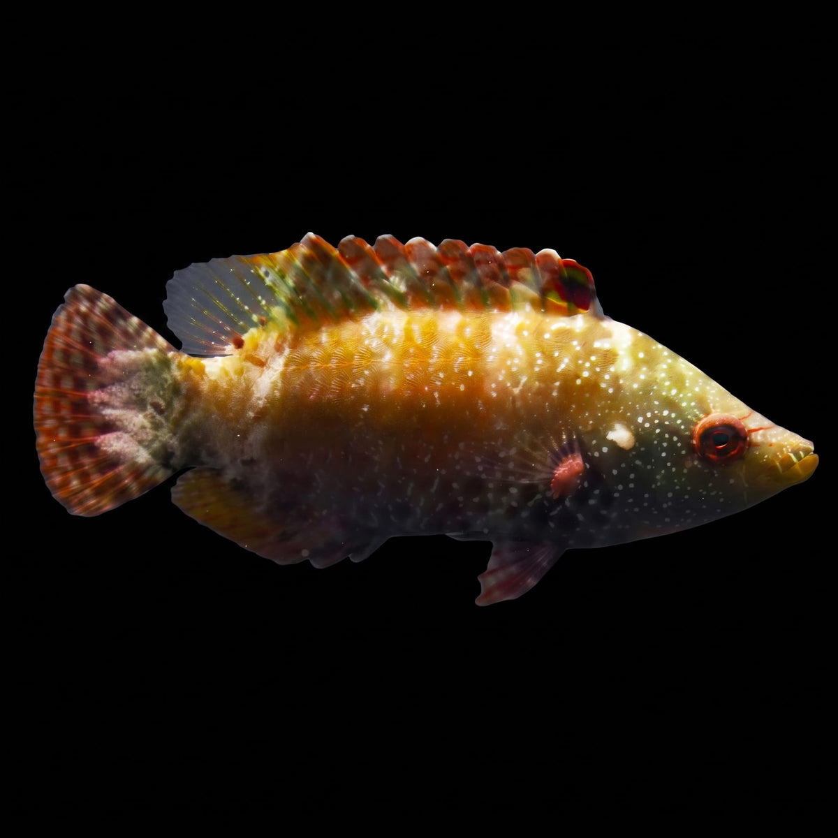 Yellow Slingjaw Wrasse (Epibulus Insidiator) saltwater aquarium fish portrait