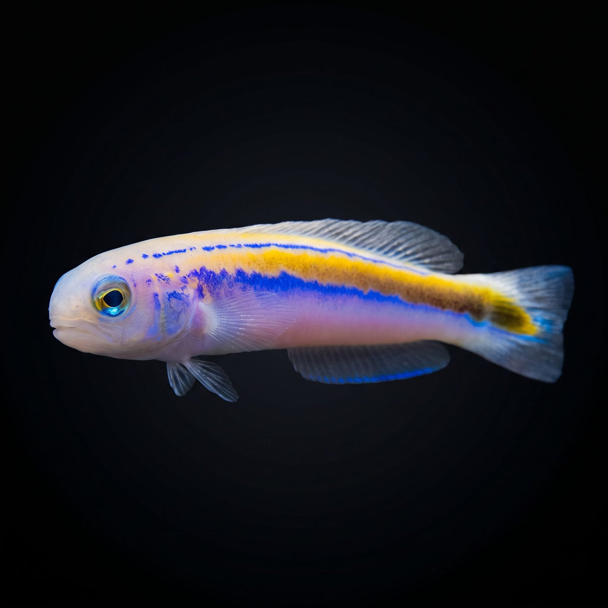 Yellow Tilefish (Hoplolatilus Luteus) saltwater aquarium fish portrait