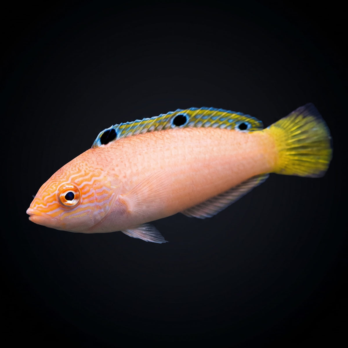 Pale Wrasse (Halichoeres pallidus) saltwater aquarium fish portrait