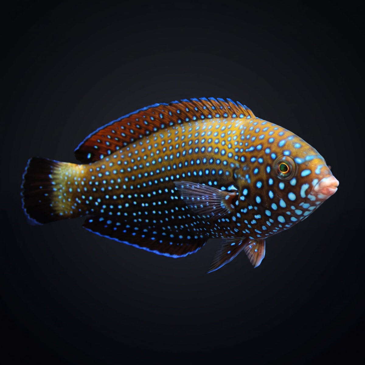 Spotted Wrasse (Anampses meleagrides) saltwater aquarium fish portrait