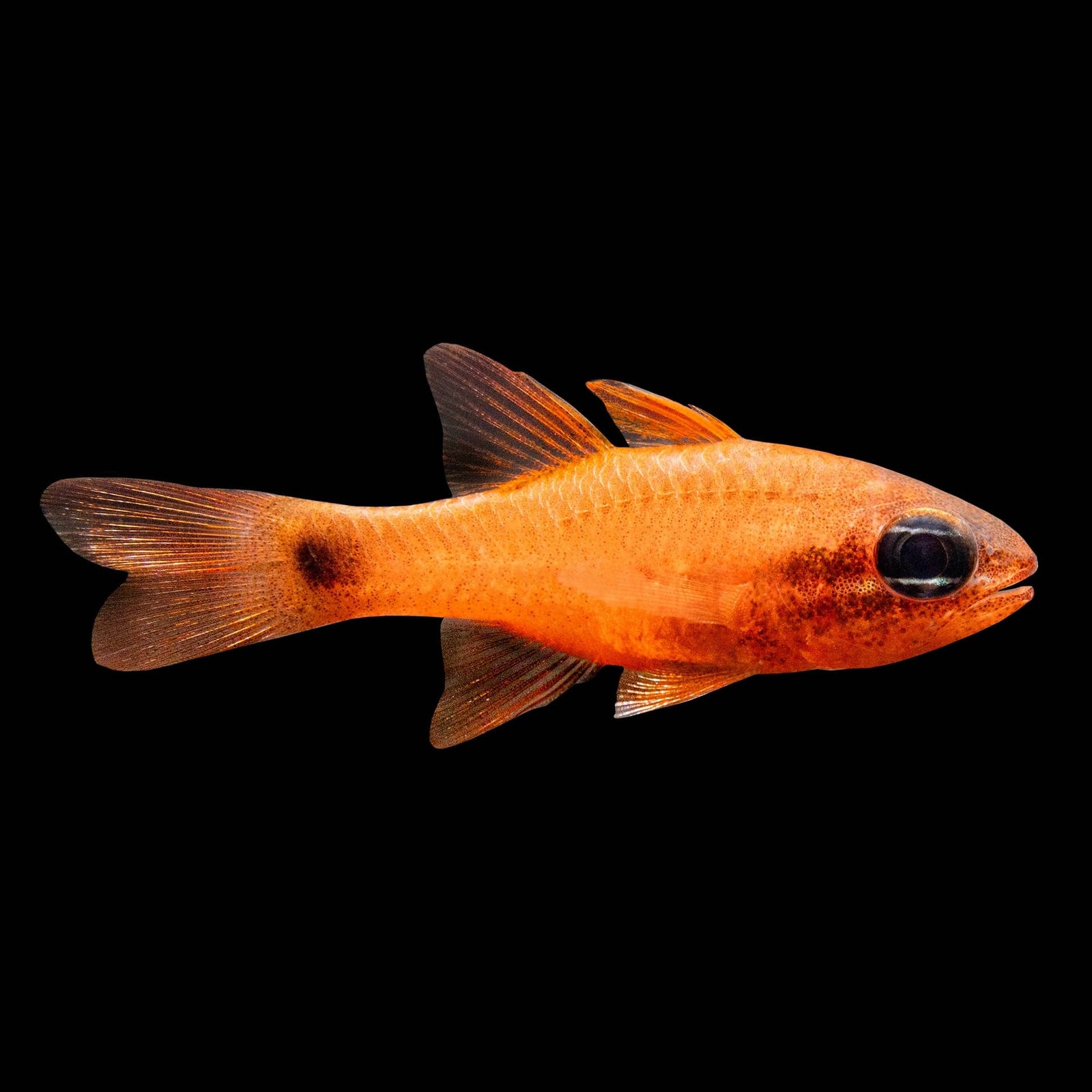 Flame Cardinalfish (Apogon Maculatus) saltwater aquarium fish