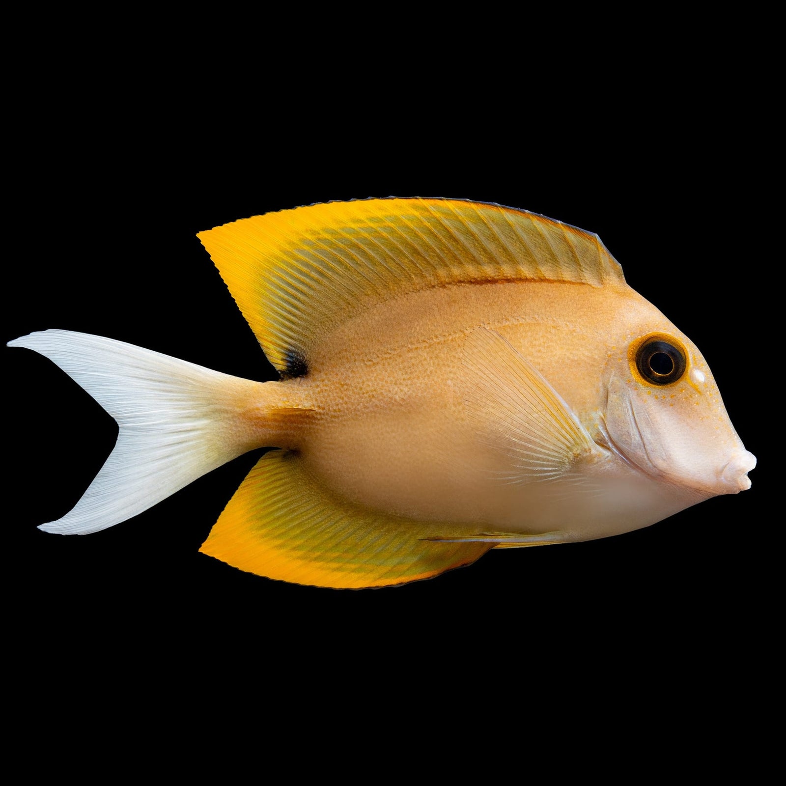 Flame Fin Tomini Bristletooth Tang (Ctenochaetus tominiensis) saltwater aquarium fish