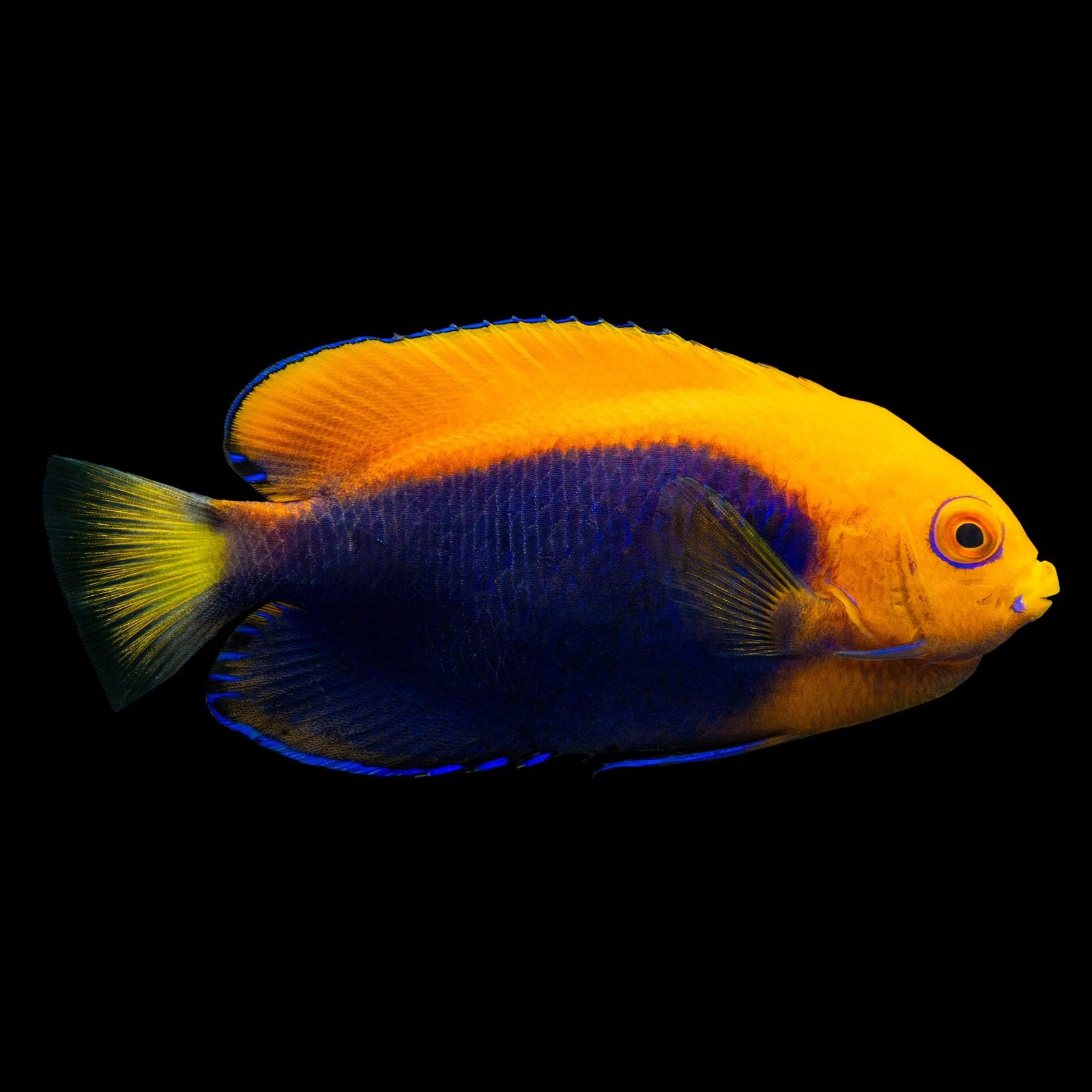 Flameback Dwarf Angelfish (Centropyge Acanthops) saltwater aquarium fish