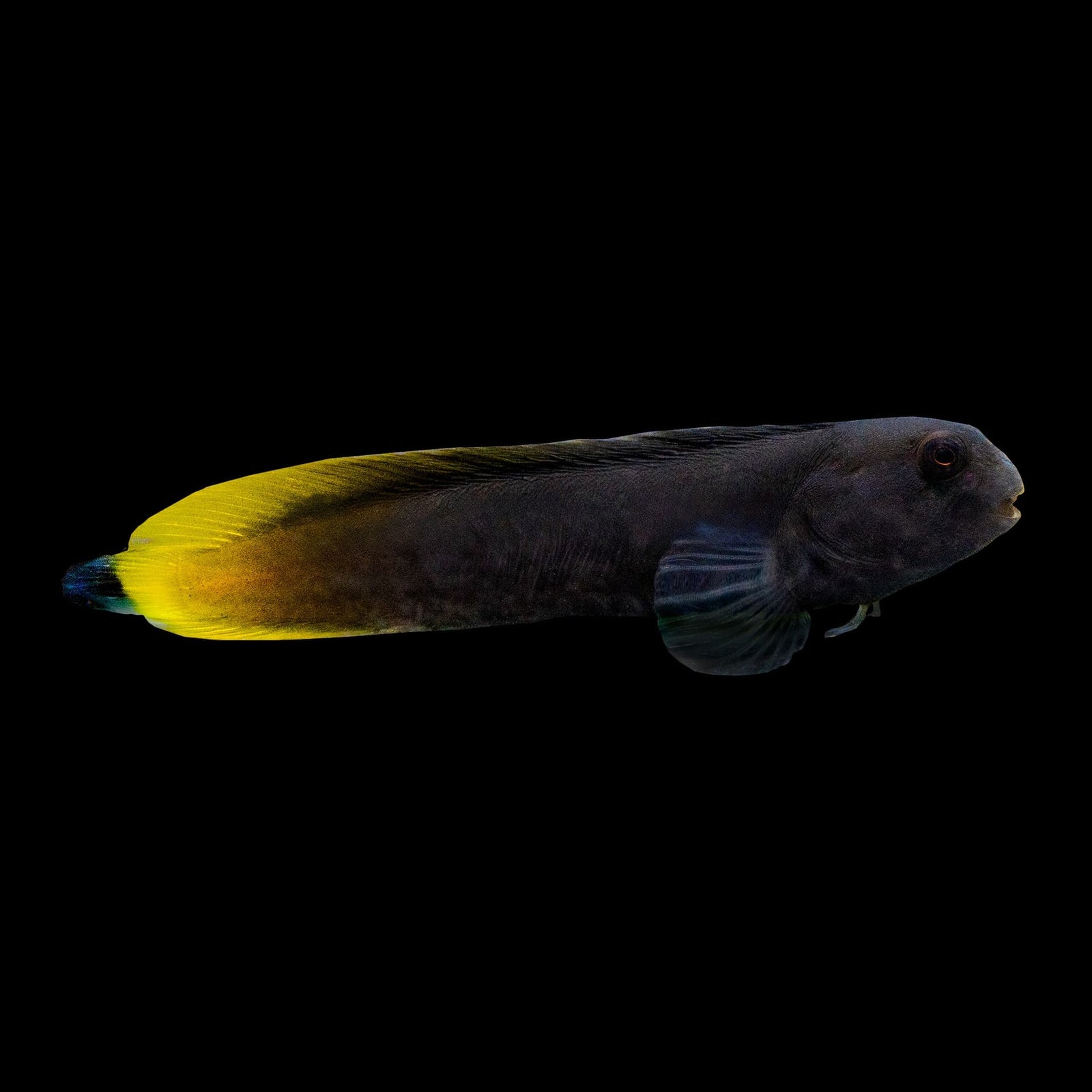 Flametail Blenny (Ecsenius Flavipes) saltwater aquarium fish