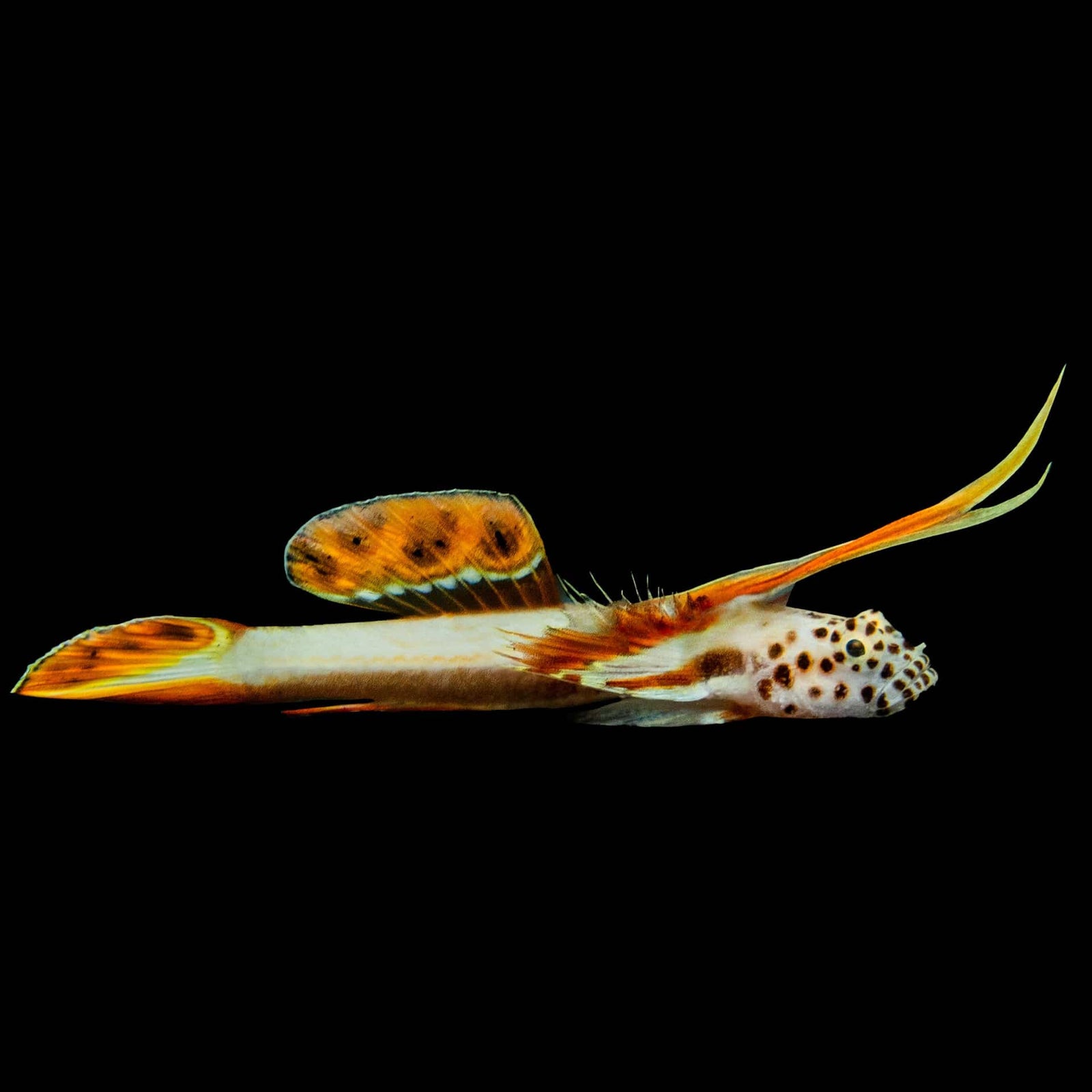 Flaming Prawn Goby (Discordipinna Griessingeri) saltwater aquarium fish
