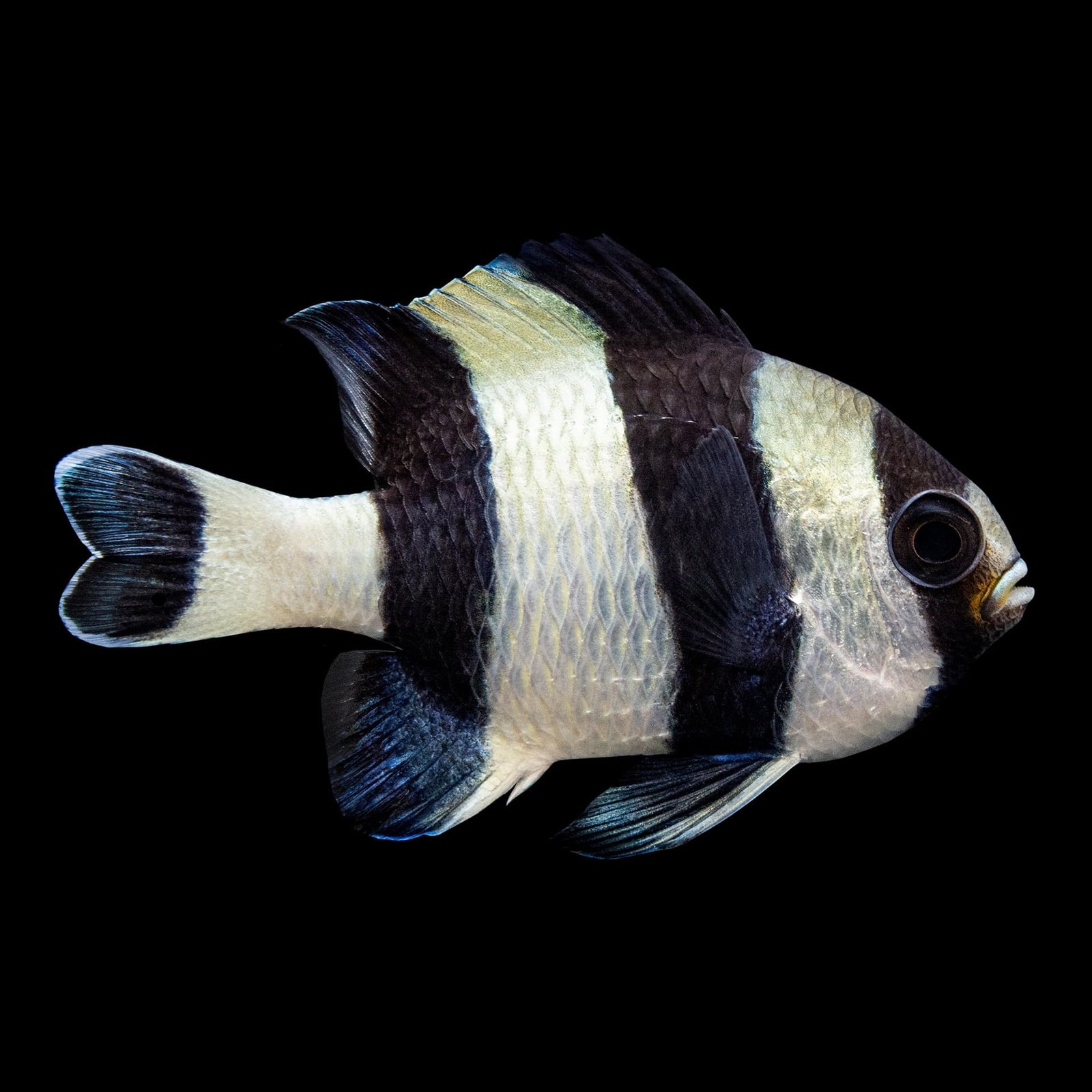 Four Stripe Damselfish (Dascyllus Melanurus) saltwater aquarium fish