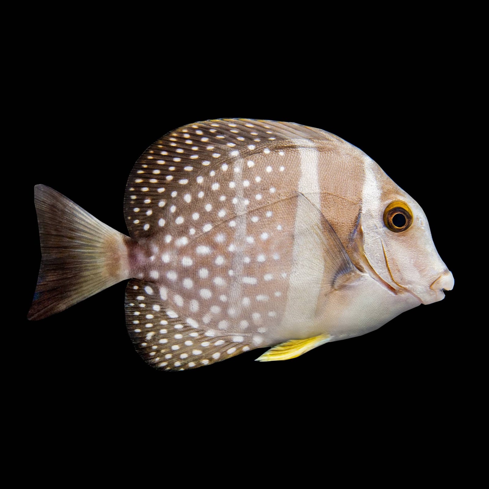 Fowleri Tang (Acanthurus Fowleri) saltwater aquarium fish