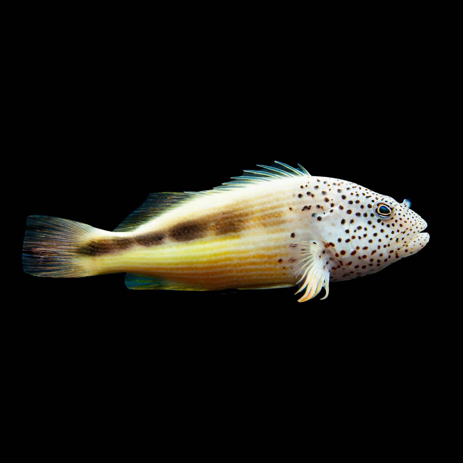 Freckle Face Hawkfish (Paracirrhites Forsteri) saltwater aquarium fish