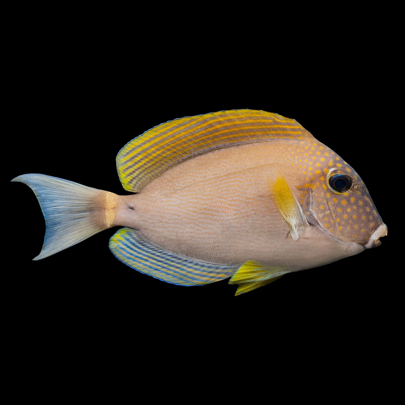 Freckle Face Tang (Acanthurus Maculiceps) saltwater aquarium fish