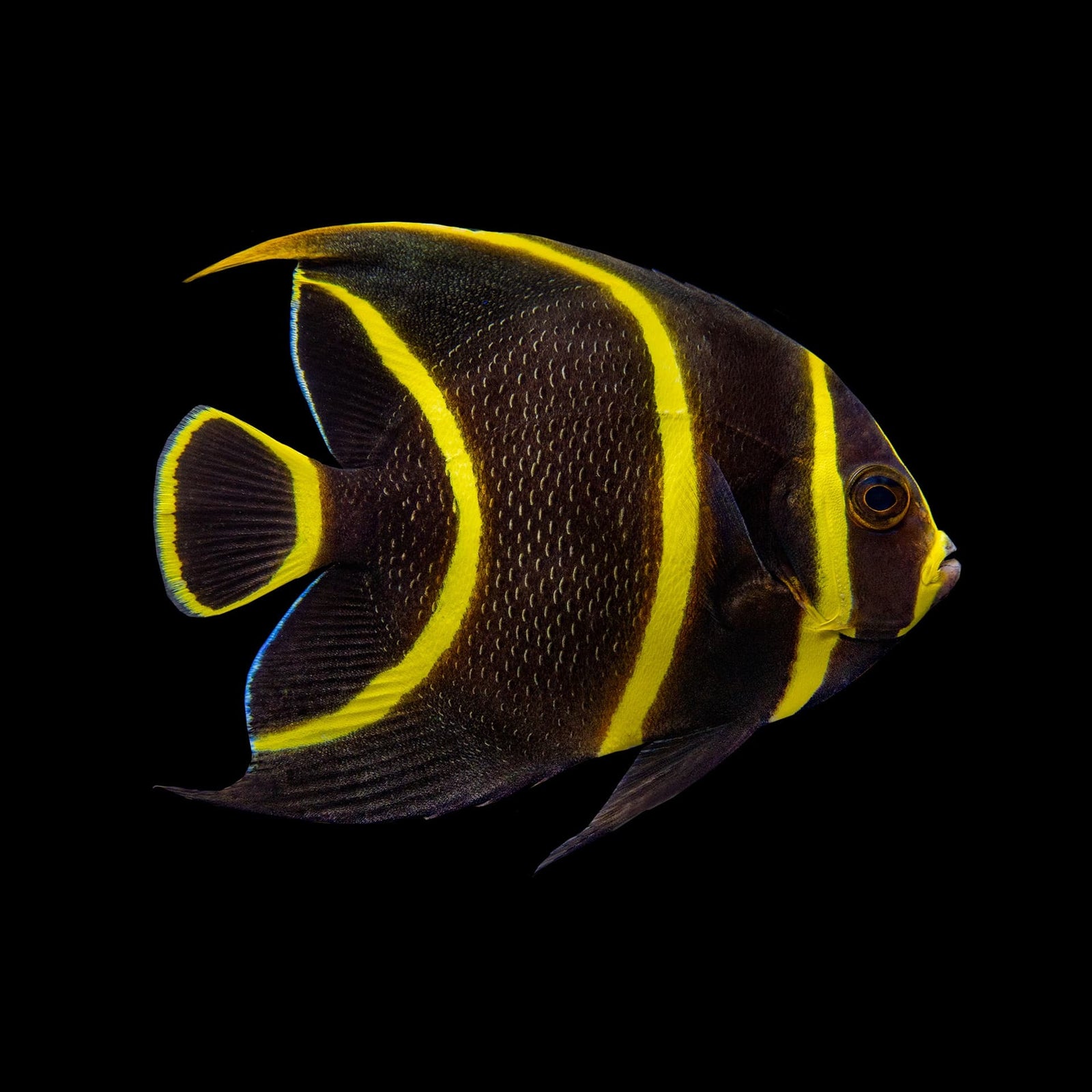 French Angelfish (Pomacanthus Paru) saltwater aquarium fish