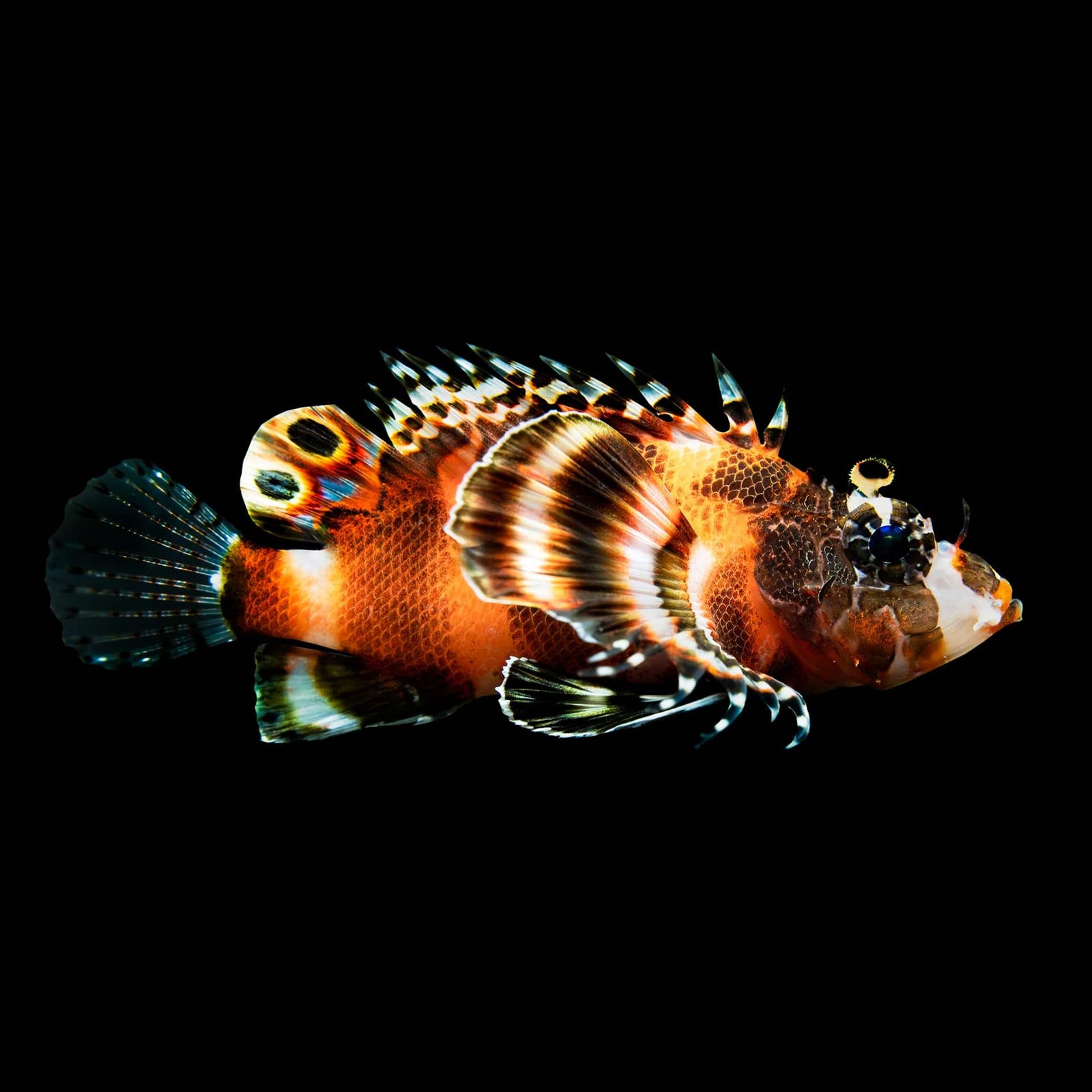 Fu Manchu Lionfish (Dendrochirus Biocellatus) saltwater aquarium fish