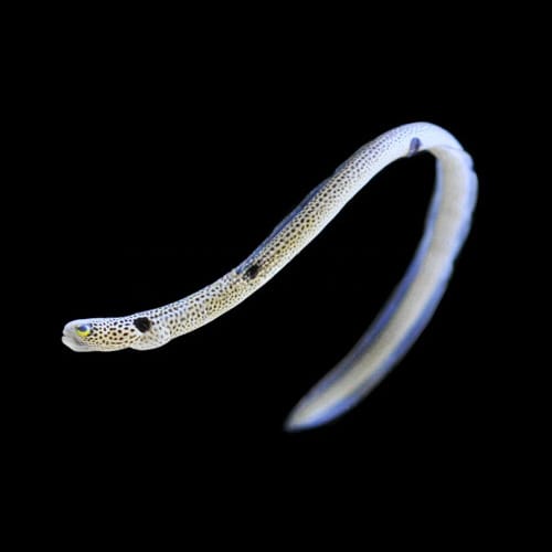 Garden Eel (Heteroconger Hassi) saltwater aquarium fish