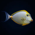Blonde Naso Tang With Streamers saltwater aquarium fish