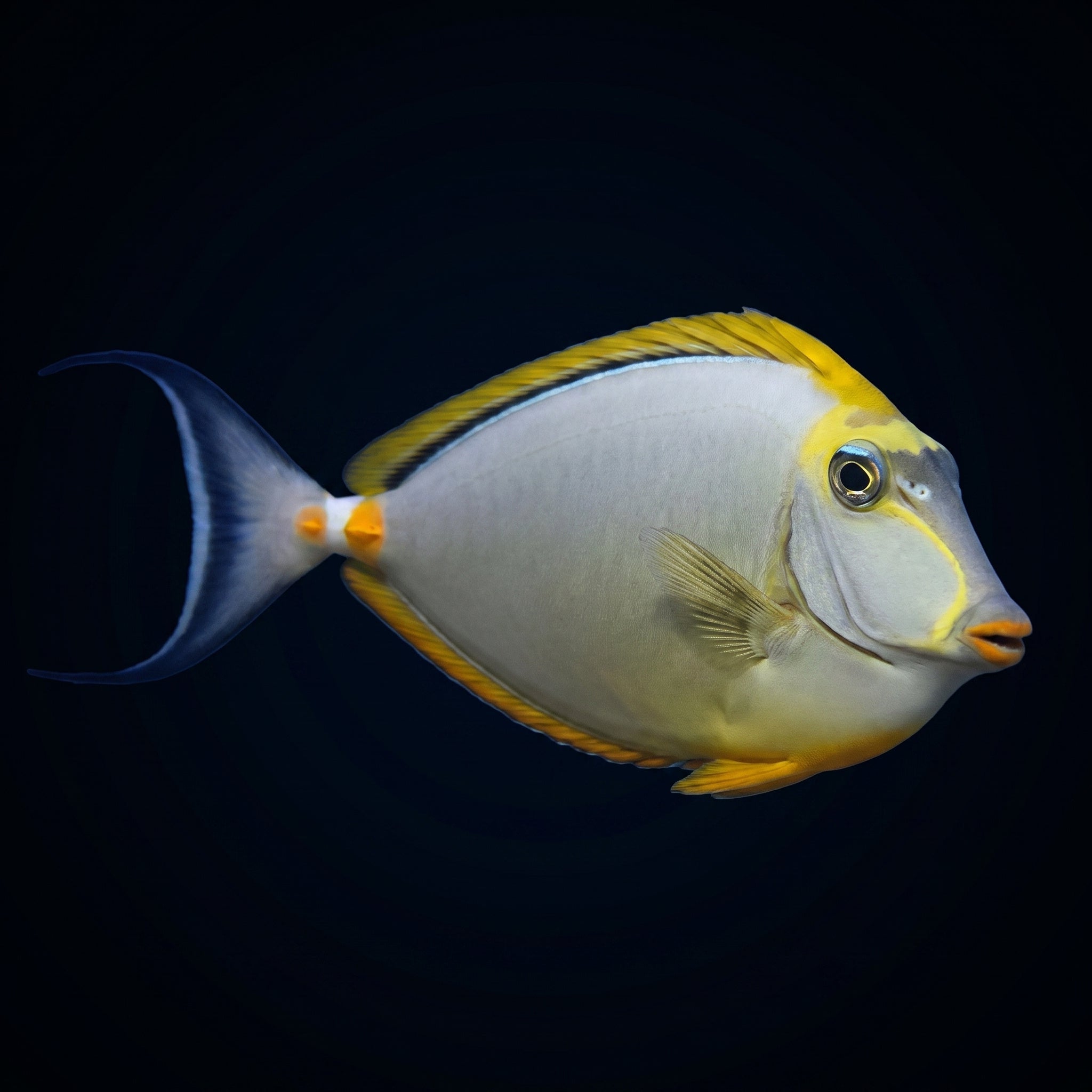 Blonde Naso Tang With Streamers saltwater aquarium fish