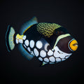Clown Triggerfish saltwater aquarium fish